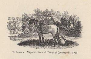 bewick horse